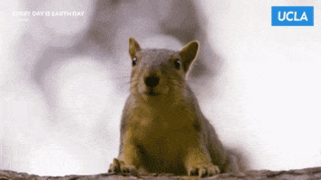 Squirrel Earth Day GIF by UCLA