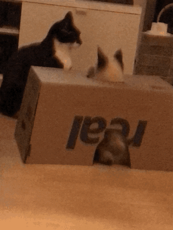 Cat GIF
