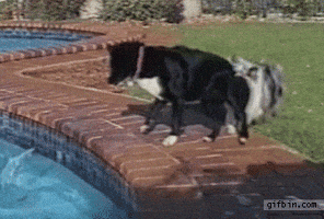 dogs pool teamwork