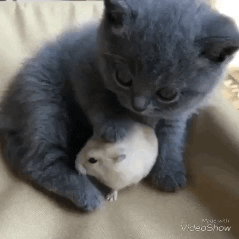 cute tom and jerry GIF