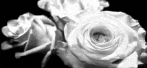 black and white roses GIF