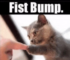 Cat Fist Bump GIF
