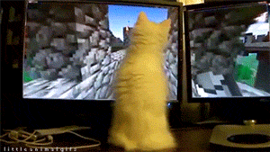 Cat Video GIF - Find & Share on GIPHY