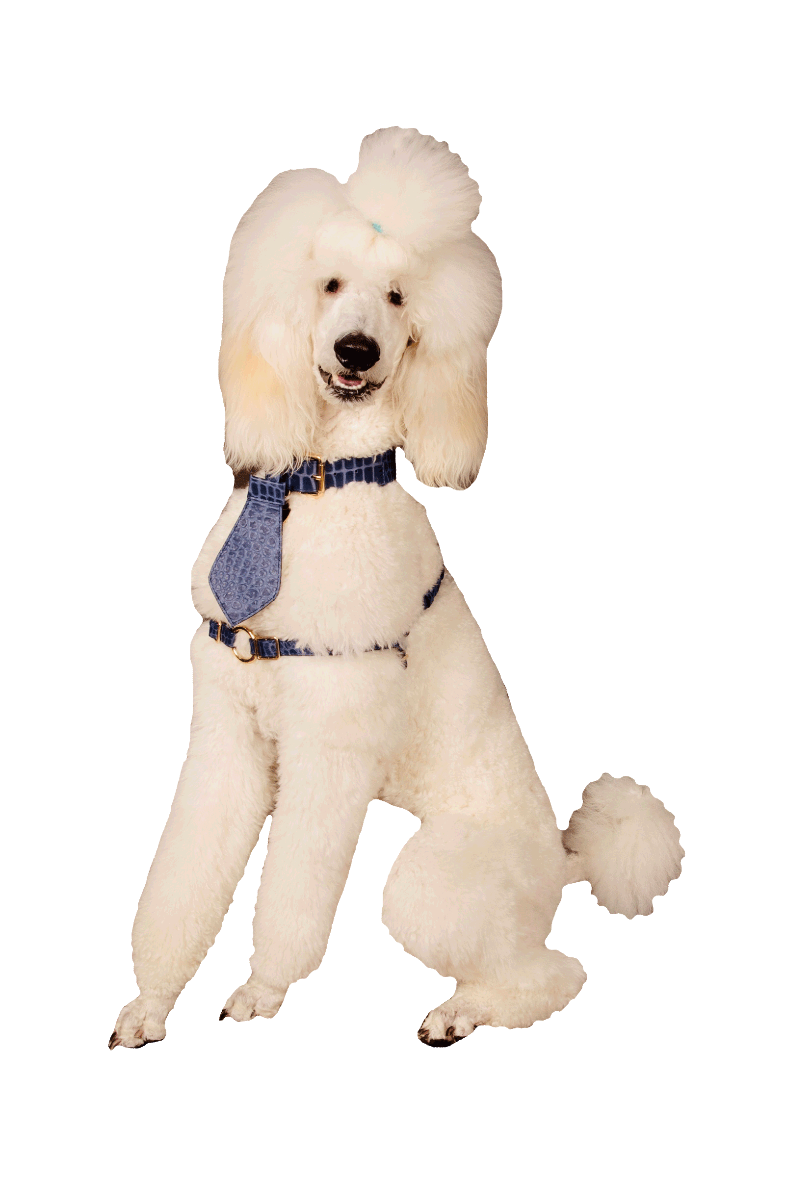 Standard Poodle Dog Sticker by beangoods for iOS & Android GIPHY