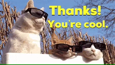Cats Reaction GIF by Nebraska Humane Society