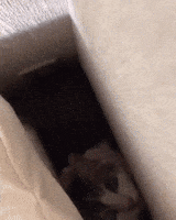 Aww GIF