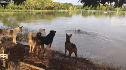 dogs prank GIF