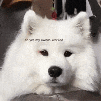 dog eating GIF by Rover.com