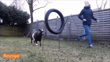 woofoo_inc  GIF