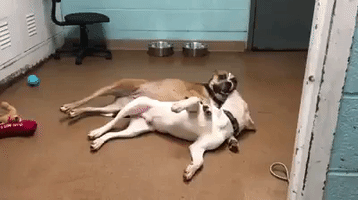 Fun Dogs GIF by Humane Rescue Alliance