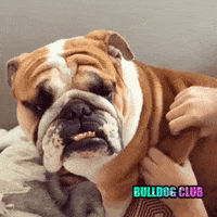 English Bulldog Dog GIF by bulldogclub