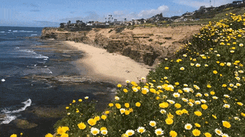 point loma flowers GIF