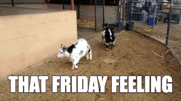 friday save them all GIF by Best Friends Animal Society