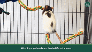 Rat Climbing GIF by Oxbow Animal Health