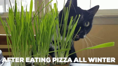 Tuxedo Cat Fitness Goals GIF by A Magical Mess - Find & Share on GIPHY