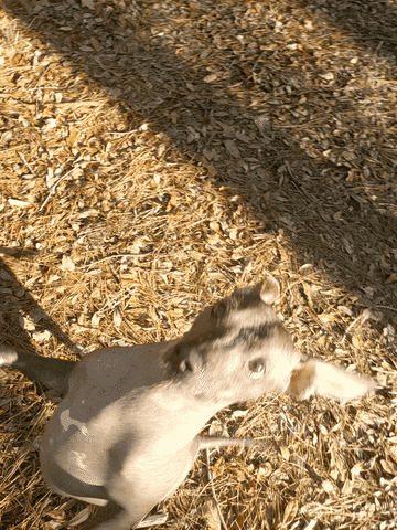 Animated GIF - Find & Share on GIPHY