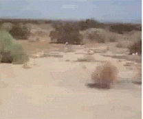 Tumbleweeds GIFs - Find & Share on GIPHY