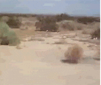 https://media3.giphy.com/media/1Zbeweu52ZaQE/giphy.gif?cid=790b7611d887ed15a15a7a23587aad49b3bc287331b6a40f&rid=giphy.gif&ct=g