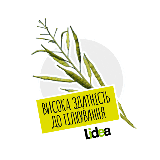 Lidea Seeds Sticker