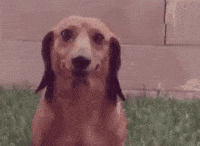 Funny Smile Gifs Get The Best Gif On Giphy funny smile gifs get the best gif on