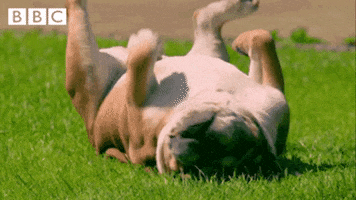 Dog Rolling GIF by CBBC