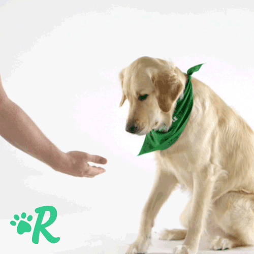 high five gifofdogs GIF by Rover.com