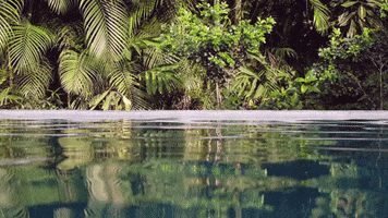 Palm Tree Water GIF by Chris