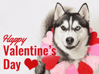 Featured image of post The Best 13 Happy Valentine&#039;s Day Dog Gif
