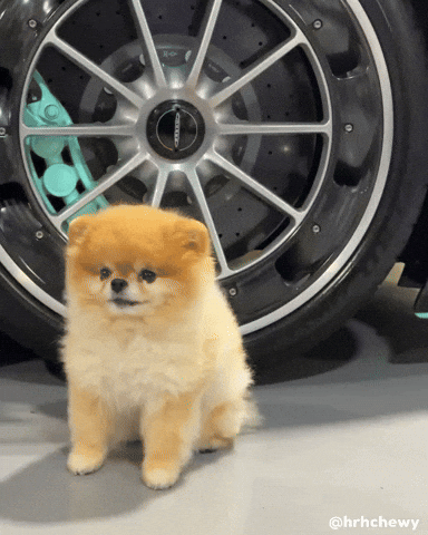 Pomeranian Happy Dog GIF