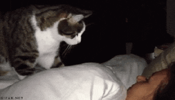 Video gif. A cat has climbed on top of a sleeping person and it slowly reaches a paw out to quickly but softly tap the person's face. It's the most gentle wake up call.