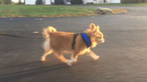 Speed Walking Dog GIF by KeepUpWithJaz - Find & Share on GIPHY