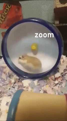 giphy.gif?cid=8fc3c89750a4e792852838f4ef