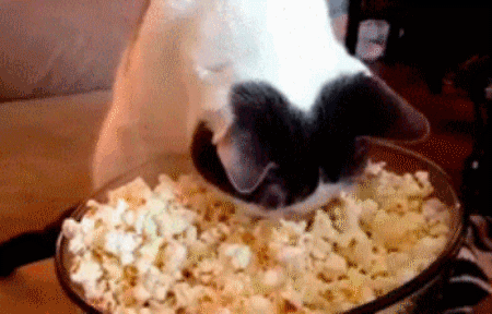Gato GIF - Find & Share on GIPHY