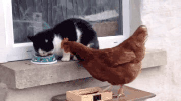 Video gif. A cat is trying to eat their kibble but a chicken approaches and attempts to eat alongside it. The cat begins to pound on the chicken's head with its paw but the chicken, undeterred, jumps up to the ledge where the cat is sitting and both stare at one another.