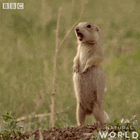 natural world hello GIF by BBC Earth