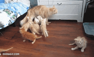 cat reaction fail kitten scared