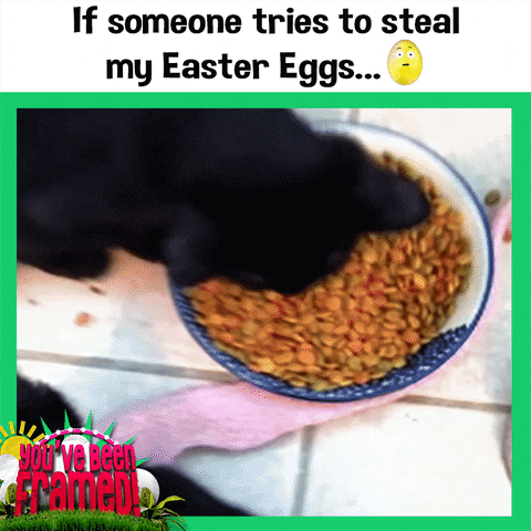 easter eggs cats GIF by You've Been Framed!
