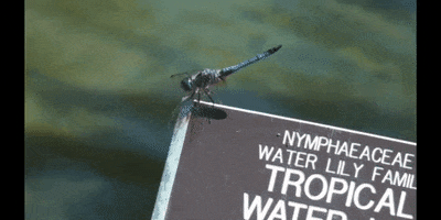 Dragon Fly Water GIF by DIIMSA Stock