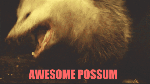 Awesome Possum GIF by chuber channel - Find & Share on GIPHY