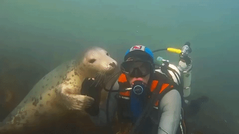 adorable sea lion GIF