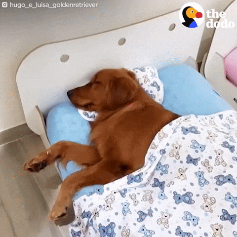 golden retriever sleeping
