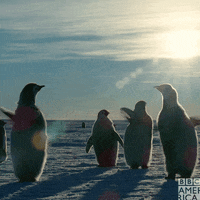 Happy Penguin GIF by BBC America