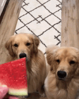 Dogs Watermelon GIF