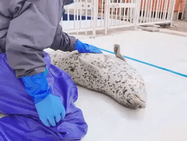 sea lion belly rub GIF