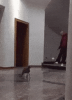 saved cat GIF