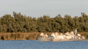 Camargue GIF