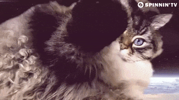 happy cat GIF by Spinnin' Records