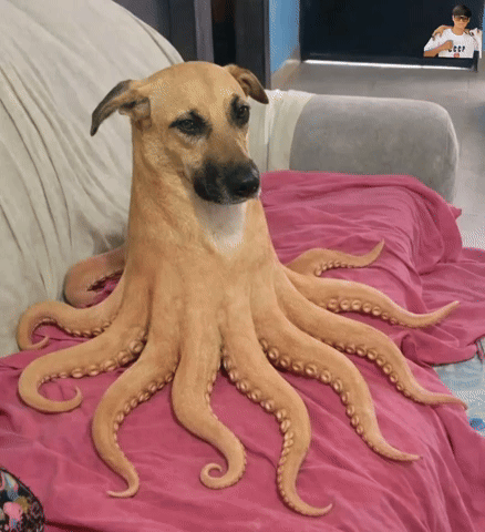 Nima Bu GIF