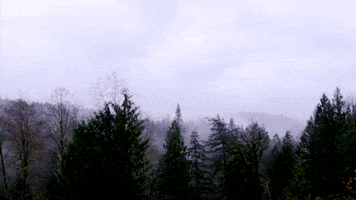 earth trees GIF by Fuse