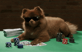 Dogs Playing Poker Dog GIF by Bertie The Pom